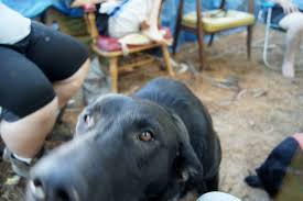 Fire Recovery by Stephen Allen