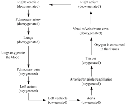 59 Punctilious Flowchart Of Blood Circulation