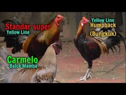 Sportifitas pertarungan sabung ayam derby manila filipina. 3 Jenis Ayam Peruvian Yang Ganas Dengan Harga Termahal Di Dunia Youtube