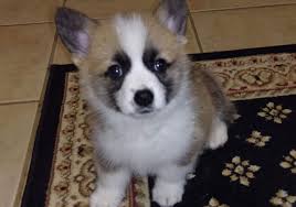 Pembroke welsh corgi puppies are adorable puppies, we have a few puppies for sale. Puppy For Sale Reserve From Our Available Litters Bison Ridge Corgis