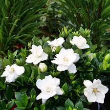 Image result for Gardenia posoquerioides