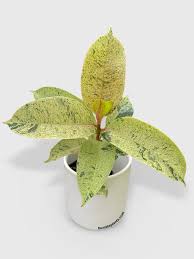 Image result for Ficus muelleriana