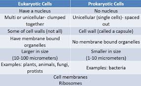 We did not find results for: Cell Structure Ms Noller S Classroom Engage Minds Teach Children Learn Science
