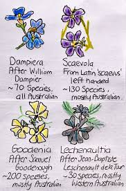 Image result for Ixora mildbraedii