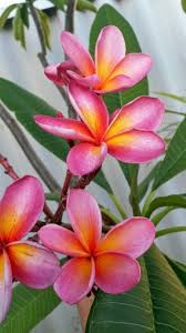 Frangipani Pink Delight Plumeria Flowers Frangipani Tropical Flowers