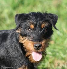 Black And Tan Jack Russell Puppies For Sale Scotland Jagdterrier Deutscher German Hunt Terrier Irish Black And Tan Jack Russell Terrier Aislinge Bray Terriers Pet Breeds Smart Dog Jack Russell Terrier