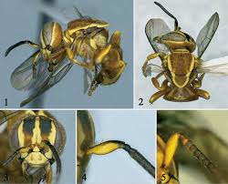 Image result for Enneapogon pretoriensis