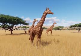 Camels store fat in the hump, not water. Reticulated Giraffe Planet Zoo Wiki Fandom