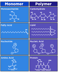 Check spelling or type a new query. How Do Macromolecules Form Overview Process Expii