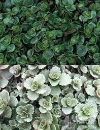 Image result for Sedum glomerifolium