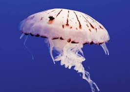 What does research show as the best way to treat a jellyfish sting? Jellyfish Sting Best Treatment Tips How To Get Rid Of The Sting