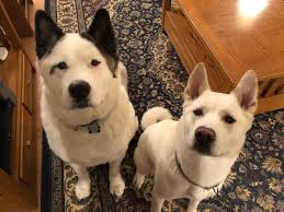 The dogs should have crates or rooms that keep them from seeing one another. Great Dog Training Tips To Help Two Dogs Get Along Dog Gone Problems