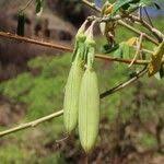 Image result for Crotalaria agatiflora
