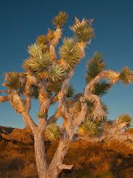 A fascinating variety of plants and animals make their homes in a land sculpted by strong winds and occasional torrents of rain. What Are Those Strange Plants On The Way To Las Vegas