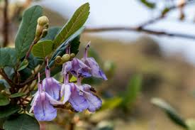 Image result for Vitex ferruginea