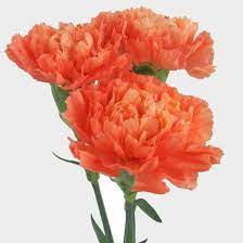 Shop a variety of quality wholesale carnations from fiftyflowers! Orange Carnation Flower Fancy Wholesale Blooms By The Box