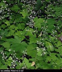 Image result for Triceratella drummondii