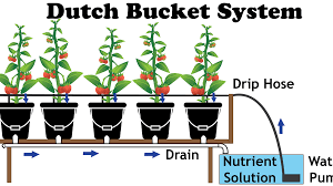 3 Best Dutch Bato Bucket Hydroponics System Reviews