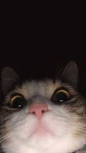 Wallpapers Wallpapers Tumblr Wallpapers Photo Wallpapers In 2020 Cute Cat Memes Cute Cat Wallpaper Cute Animals
