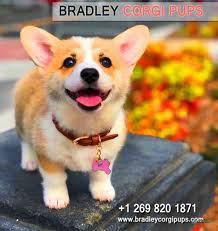 Maybe you would like to learn more about one of these? Corgi Puppies For Sale Under 500 Bradley Corgi Pups Oorgin