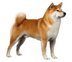 This dog is kind, trainable, and clean; Shiba Inu Dog Breed Facts And Information Wag Dog Walking