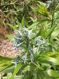 柳叶水甘草 学名 amsonia tabernaemontana walter 夹竹桃科 水干草属多年生直立草本植物 株高可达100 厘米 花色淡蓝或淡黄 花柱丝状 5月开花 喜光照充足 极耐寒 宜生长在湿润且排水良好的土壤 是观叶 观果 低维护性草本花卉 是一种良好的观赏植物 plants