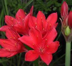 Image result for Cyrtanthus galpinii