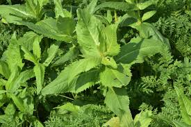 Image result for Guizotia