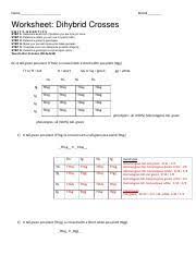 Printables of chapter 10 dihybrid cross worksheet answers. Answers For Dihybrid Worksheet Name Period Worksheet Dihybridcrosses Unit3 Genetics Step 1 Step 2 Step 3 Step 4 Step 5 Compl Course Hero