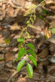 Image result for Opilia amentacea