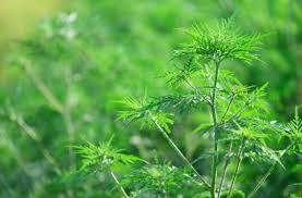 En plein boom, les allergies concernent un tiers des français. Allergie L Ambroisie Interdite En France