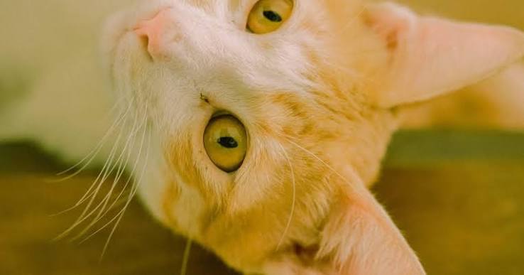 10 Things You Might Not Know About Your Cat's Eyes | FirstVet