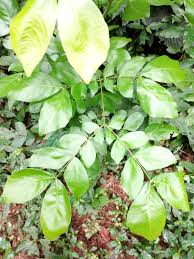 Image result for Albizia zygia