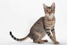 10 Large Cat Breeds: All The Basics About Big ... - Care