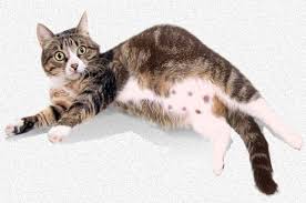 Jadi jika kucing ana mengalami hal demikian sebaiknya anda harus membawanya secepatnya ke dokter hewan. Tanda Tanda Kucing Hamil Kucing Hias