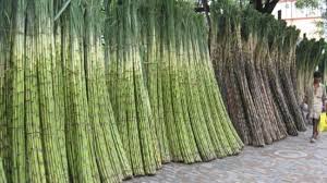 Cuba Kids Science Fun Facts On Cuba Sugar Cane Ethanol Production In Cuba Cuba Facts Grand Cayman Island Cuba