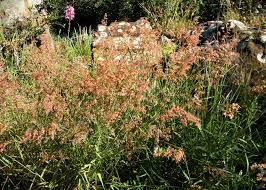 Image result for Melinis tenuissima