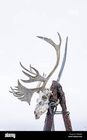 Caribou skull hi-res stock photography and images - Alamy