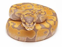 Dec 15, 2020 · axanthic ball pythons vary in price for several reasons. Ball Python For Sale Baby Ball Pythons For Sale Near Me Ball Python Breeders For Sale