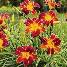 We ship to all states except new york, and to both homeowners and wholesalers. Will Donate Plants To Research Tennessee Wholesale Nursery