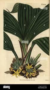 Image result for Molineria
