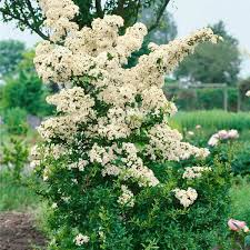 Image result for Pyracantha coccinea golden charmer