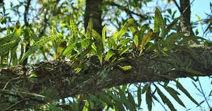 Image result for Pleopeltis macrocarpa