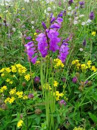 Image result for Gladiolus microspicatus