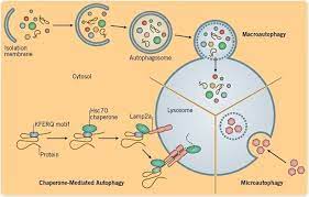 Function And Mechanisms Of Autophagy