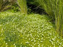 Image result for Sagina abyssinica