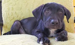 Find labrador retrievers for sale in grand junction, co on oodle classifieds. Want To Adopt A Pet Here Are 3 Perfect Puppies To Adopt Now In New