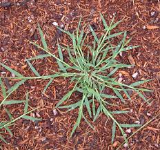 Image result for Digitaria seriata