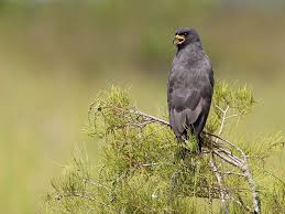 Birds On The Bat Forum Snail Kite Florida Usa Bird Pictures Birds Bird Photography