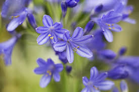Image result for Agapanthus praecox